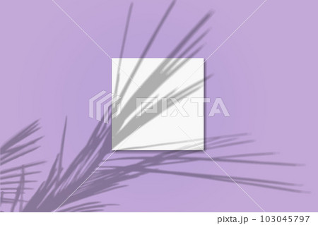 Natural light casts shadows from the palm branch one square sheets of white paper lying on an pink textured background. Mockup 103045797