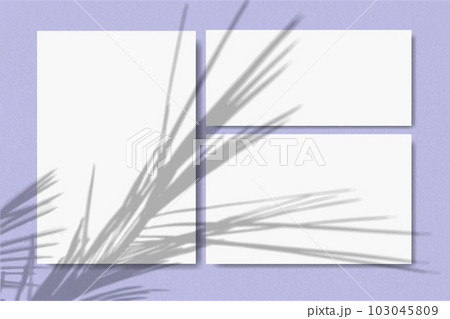 Natural light, palm branches cast shadows on horizontal and vertical sheets of white paper on a violet background. Mock up with vegetable shadows overlay 103045809