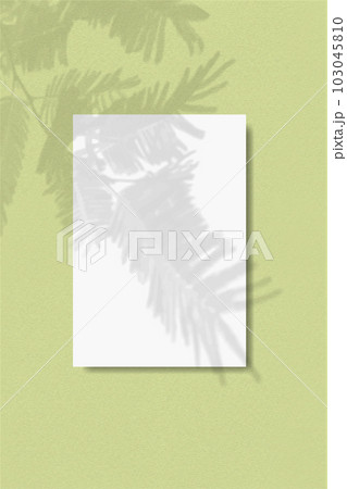 A vertical A4 sheet of white paper on the soft green wall background. Mockup overlay with the plant shadows. Natural light casts shadows from a leaves branches of tree 103045810