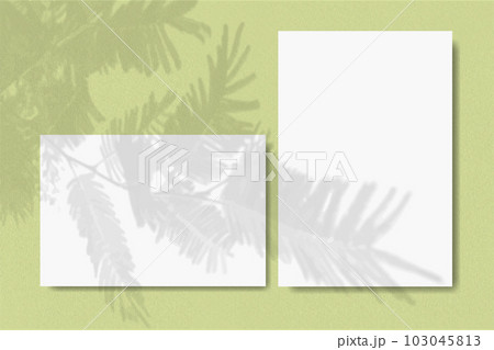 Horizontal and vertical sheets of white paper against a blue wall background. Mock up with an overlay of plant shadows. Natural light casts shadows from a tui branch 103045813