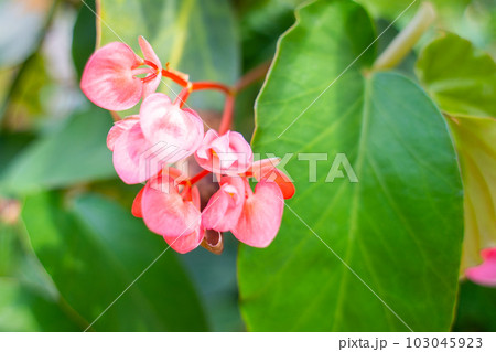 赤いベゴニアの花 103045923