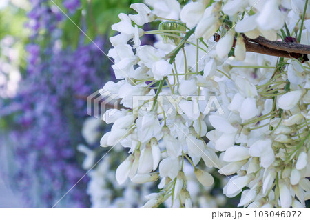 白と紫の藤の花の写真素材 [103046072] - PIXTA