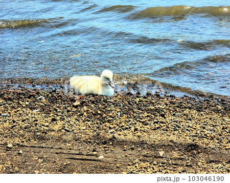 水辺で遊ぶスワンの赤ちゃん 水辺で遊ぶスワンの赤ちゃん 103046190