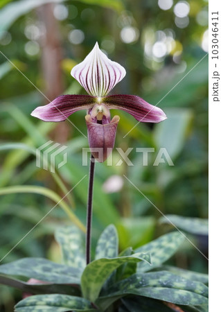 パフィオペディラム・プルプラツム Paphiopedilum purpuratum 洋ランの原種 パフィオペディラム・プルプラツム Paphiopedilum purpuratum 洋ランの原種 103046411