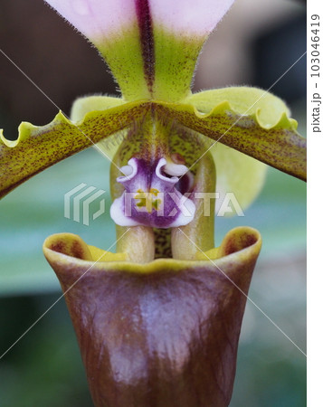 パフィオペディルム・スピケリアヌム Paphiopedilum spicerianum ランの原種 パフィオペディルム・スピケリアヌム Paphiopedilum spicerianum ランの原種 103046419