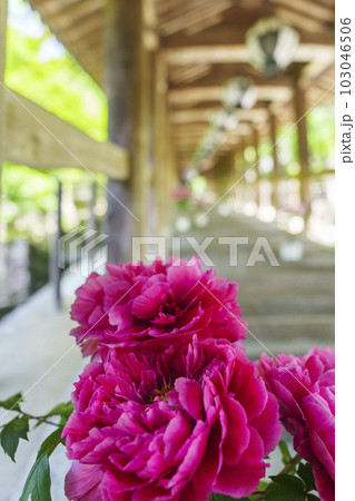 長谷寺 登廊 牡丹の花 新緑の季節(奈良県桜井市初瀬) 長谷寺 登廊 牡丹の花 新緑の季節(奈良県桜井市初瀬) 103046506