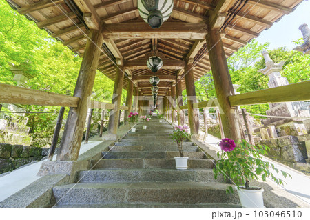 長谷寺　登廊　牡丹の花　新緑の季節（奈良県桜井市初瀬） 103046510