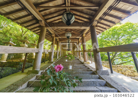 長谷寺　登廊　牡丹の花　新緑の季節（奈良県桜井市初瀬） 103046522