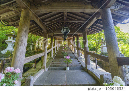 長谷寺　登廊　牡丹の花　新緑の季節（奈良県桜井市初瀬） 103046524