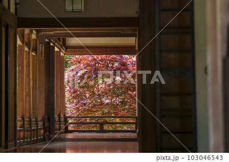 長谷寺本坊　床もみじ　リフレクション（奈良県桜井市初瀬） 103046543