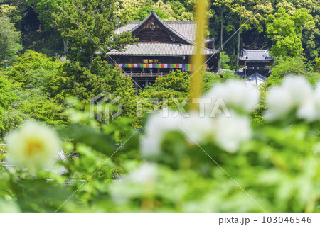 長谷寺本坊前から本堂を望む 新緑の季節(奈良県桜井市初瀬) 長谷寺本坊前から本堂を望む 新緑の季節(奈良県桜井市初瀬) 103046546