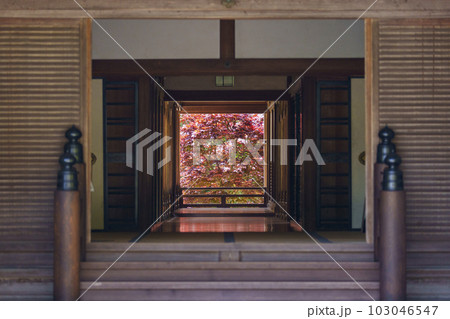 長谷寺本坊 床もみじ リフレクション(奈良県桜井市初瀬) 長谷寺本坊 床もみじ リフレクション(奈良県桜井市初瀬) 103046547