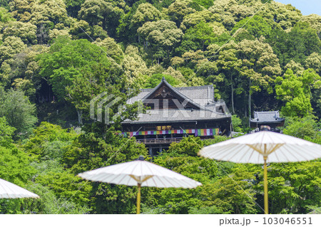 長谷寺本坊前から本堂を望む　新緑の季節（奈良県桜井市初瀬） 103046551