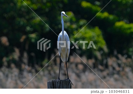 サギ 103046831