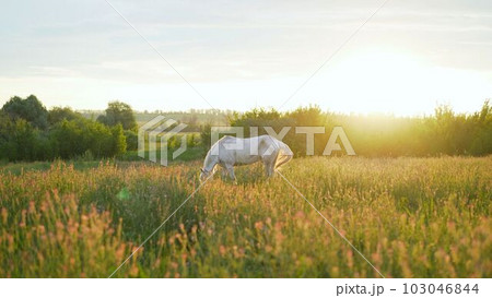 Rural landscape with grazing horses. Brown and white horse in the pasture. Beautiful horses on a farm after the havy rain. Horses eat green grass in the meadow after the rain. Horses in the meadow Rural landscape with grazing horses. Brown and white horse in the pasture. Beautiful horses on a farm after the havy rain. Horses eat green grass in the meadow after the rain. Horses in the meadow 103046844
