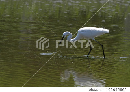 サギ サギ 103046863