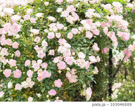 フェンスに咲く満開のピンクのミニバラ 103046889