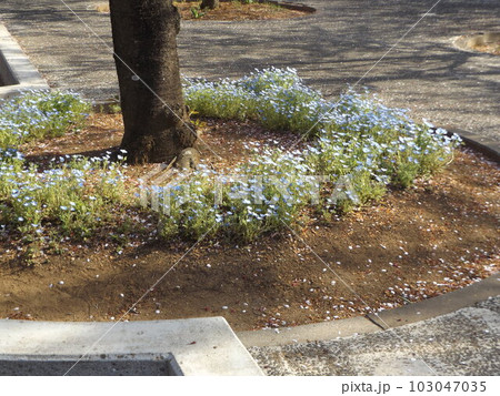 習志野市サクラ広場の桜の根元を飾るネモフイラ 習志野市サクラ広場の桜の根元を飾るネモフイラ 103047035