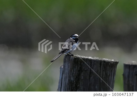 セグロセキレイ セグロセキレイ 103047137