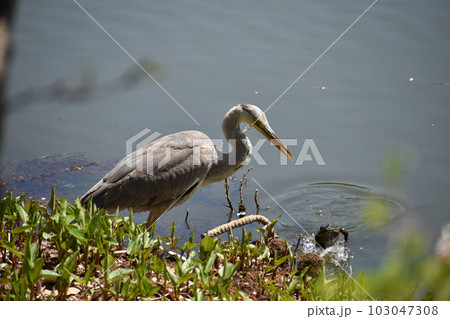 水辺に飛来したアオサギ 水辺に飛来したアオサギ 103047308
