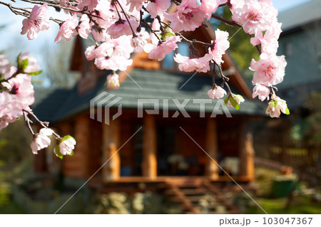 Blooming cherry bush on the background of a wooden house 103047367
