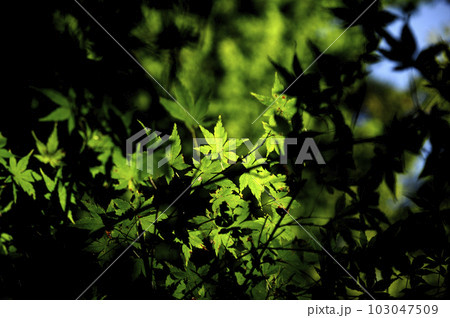 新緑の季節 103047509
