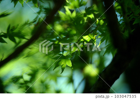 新緑の季節 103047535