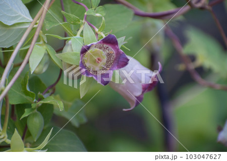 満開のツルニンジンの花 満開のツルニンジンの花 103047627