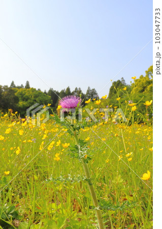 春の草花　紫色の花　黄色い花 103047733