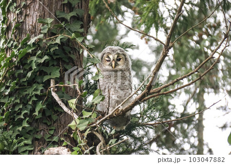 巣から枝の上に出てきたフクロウのヒナ 103047882