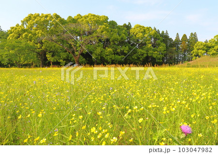 春の草花 紫色の花 黄色い花 春の草花 紫色の花 黄色い花 103047982