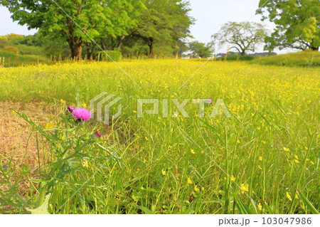 春の草花 紫色の花 黄色い花 春の草花 紫色の花 黄色い花 103047986
