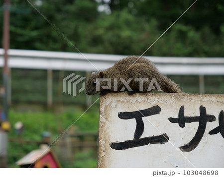 台湾リス 103048698