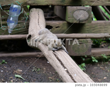 くつろぐ台湾リス 103048699