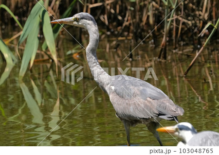 サギ 103048765