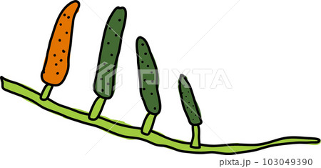 ヒハツかわいいイラスト ヒハツかわいいイラスト 103049390