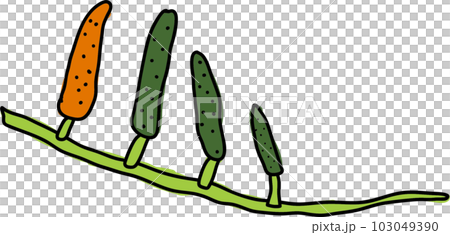 ヒハツかわいいイラスト ヒハツかわいいイラスト 103049390