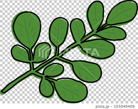 辣木圖 辣木圖 103049409