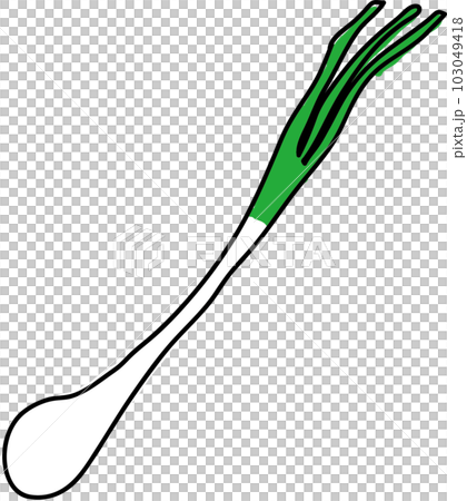 Island shallot illustration 103049418