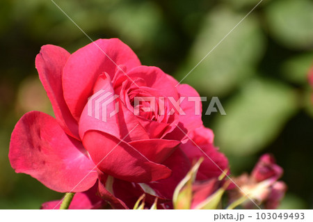 鮮やかなピンクのバラ 103049493