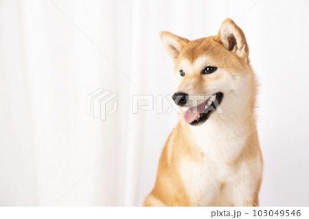 微笑む柴犬の詩くんのバストアップ 微笑む柴犬の詩くんのバストアップ 103049546