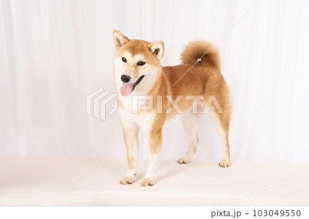 微笑む柴犬の詩くん 微笑む柴犬の詩くん 103049550