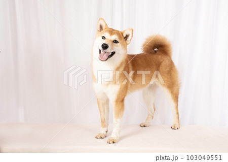 微笑む柴犬の詩くん 微笑む柴犬の詩くん 103049551