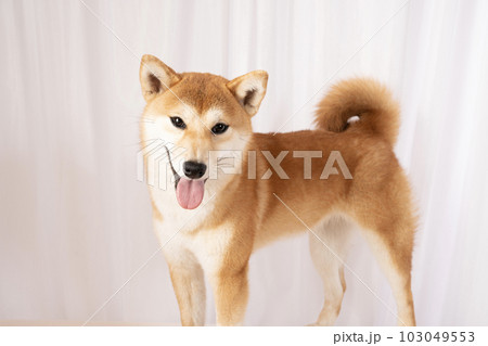 微笑む柴犬の詩くん 微笑む柴犬の詩くん 103049553