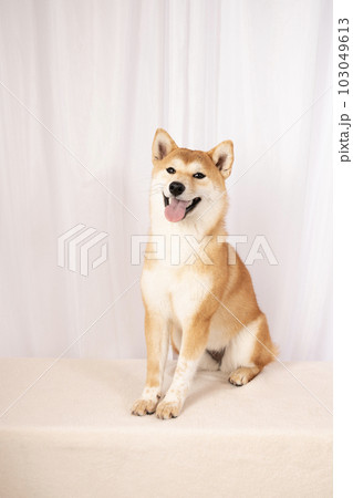 微笑む柴犬の詩くん 103049613