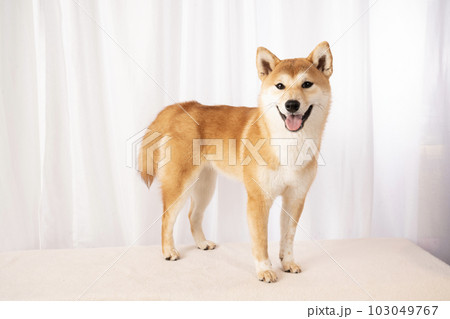 微笑む柴犬の詩ちゃん 103049767
