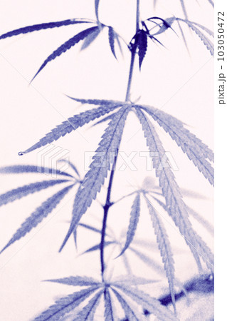 青みがかったモノトーン のブルーハーブ。大麻草と白背景のおしゃれなイラスト。 青みがかったモノトーン のブルーハーブ。大麻草と白背景のおしゃれなイラスト。 103050472