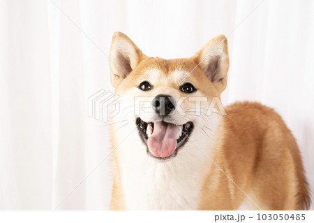 微笑む柴犬の詩くんのバストアップ 微笑む柴犬の詩くんのバストアップ 103050485