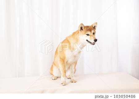 覗き込む柴犬の詩くんのバストアップ 覗き込む柴犬の詩くんのバストアップ 103050486
