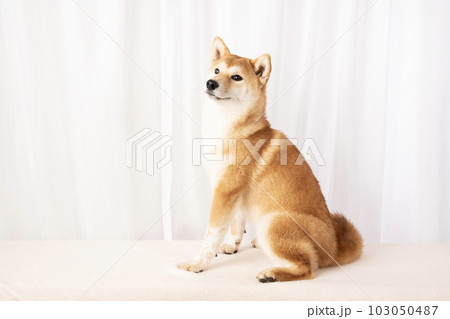 笑う柴犬の詩くん 笑う柴犬の詩くん 103050487